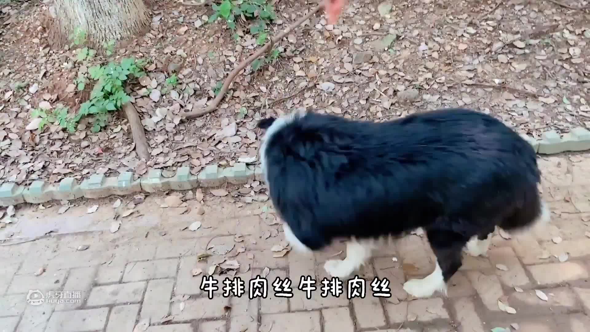 主人故意把排骨放在狗狗嘴边，让它吃不着，狗狗表示：我好气！