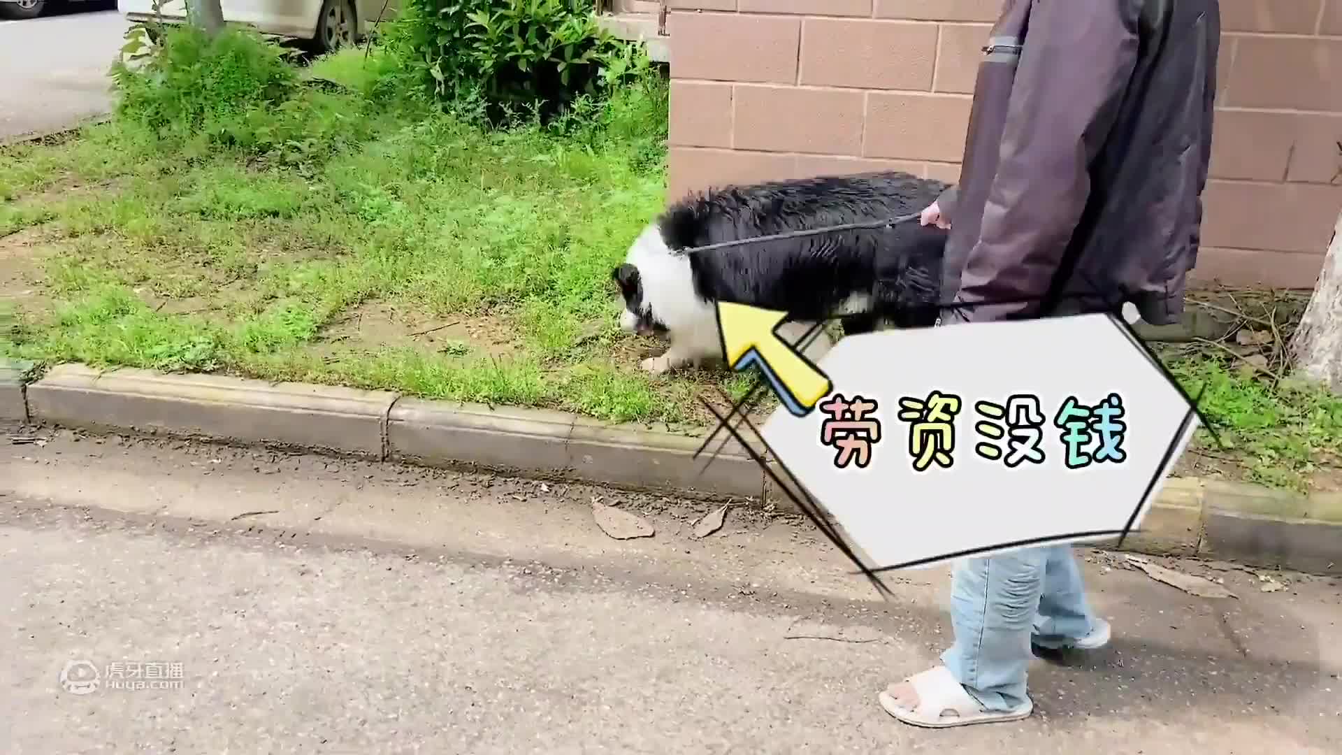 铲屎官出门不小心让狗狗落水，但没想到狗狗竟在水中游泳玩嗨了