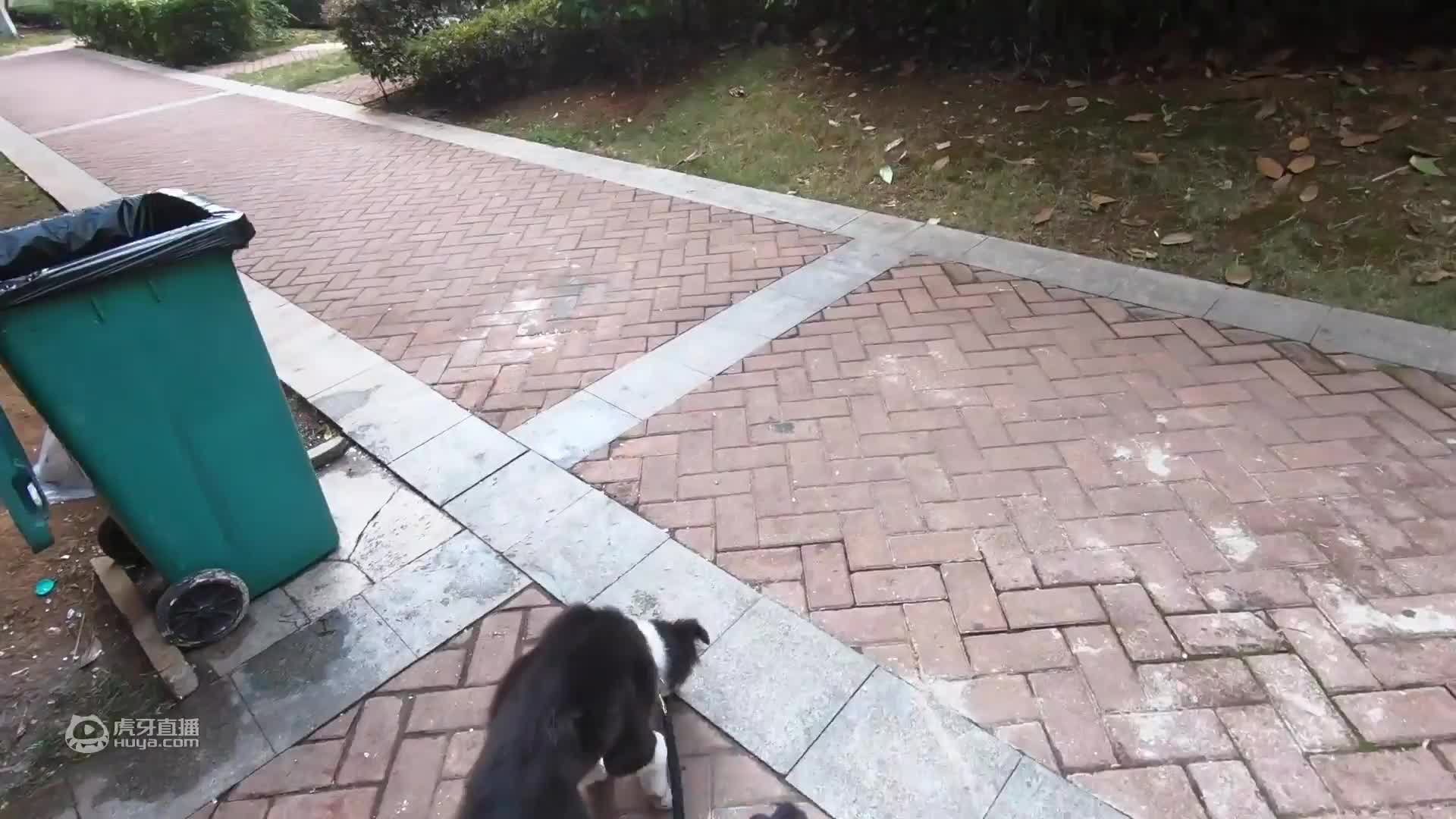 美女铲屎官自制狗粮给小狗狗，不仅好看还营养