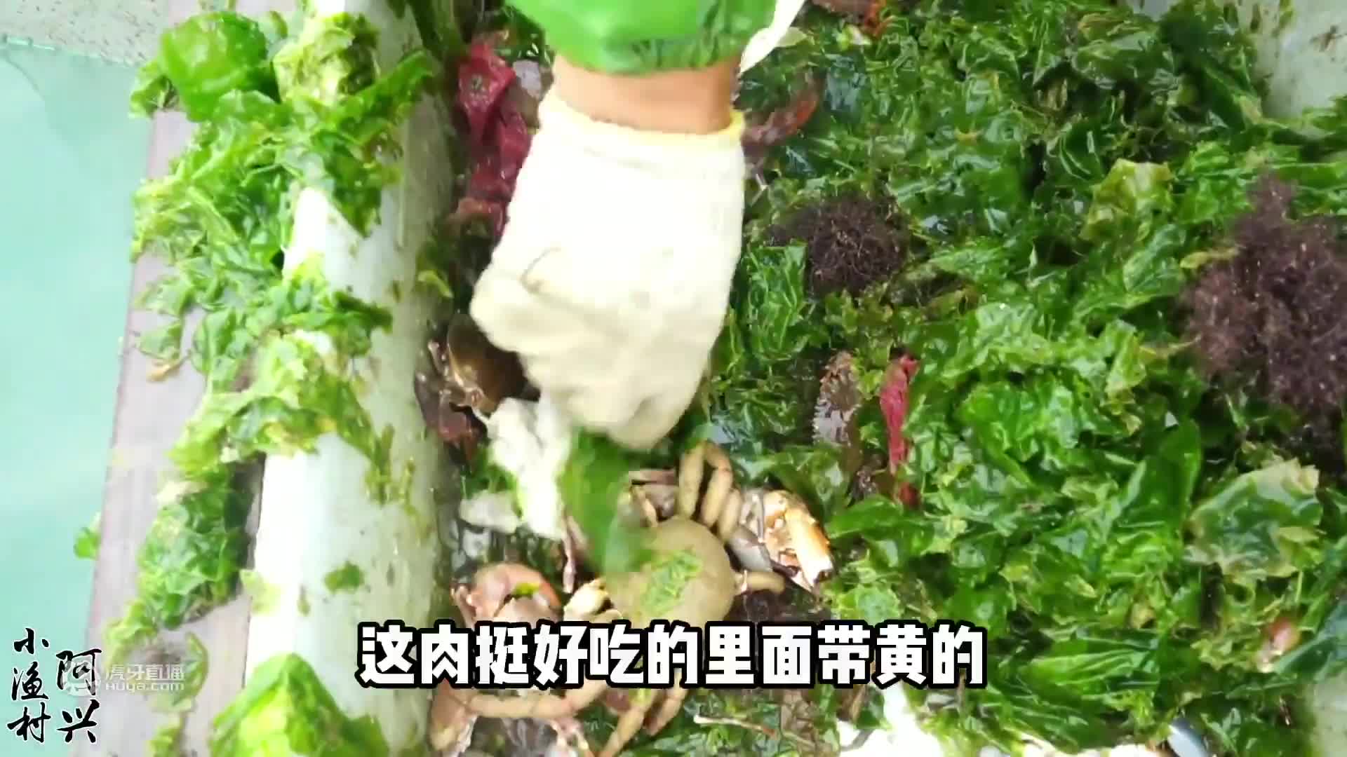 这样拉网越拉越兴奋，好货接二连三的上网，超大的石斑鱼太漂亮了