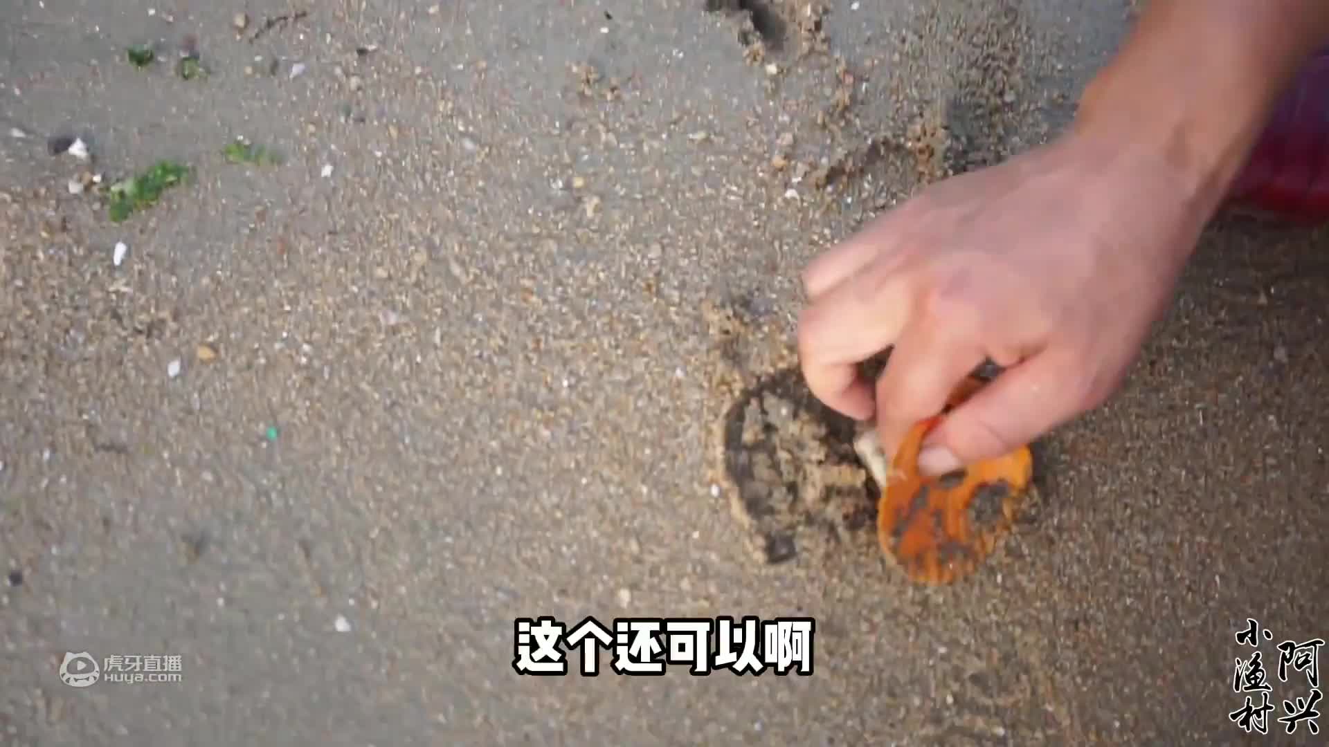 这样拉网越拉越兴奋，好货接二连三的上网，超大的石斑鱼太漂亮了