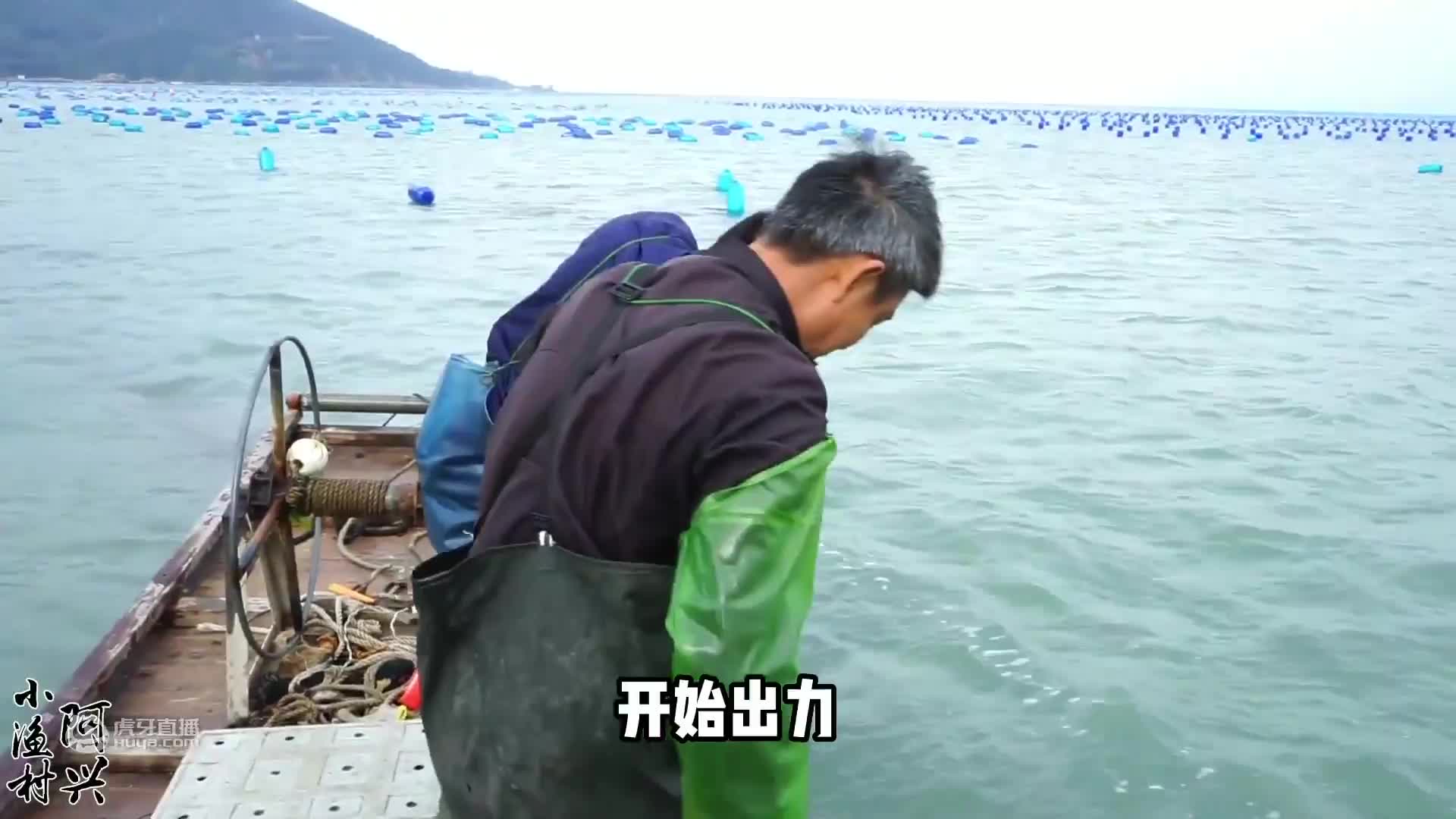 这样拉网越拉越兴奋，好货接二连三的上网，超大的石斑鱼太漂亮了