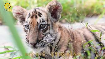 昵稱違規(guī)-6NHr9m2xYU虎牙地方直播_昵稱違規(guī)-6NHr9m2xYU視頻直播 - 虎牙直播