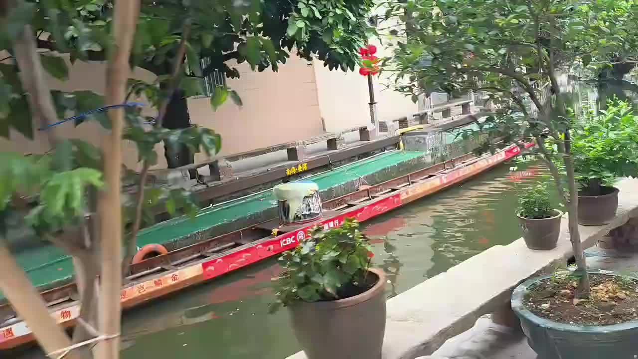 随便播播 赛龙舟