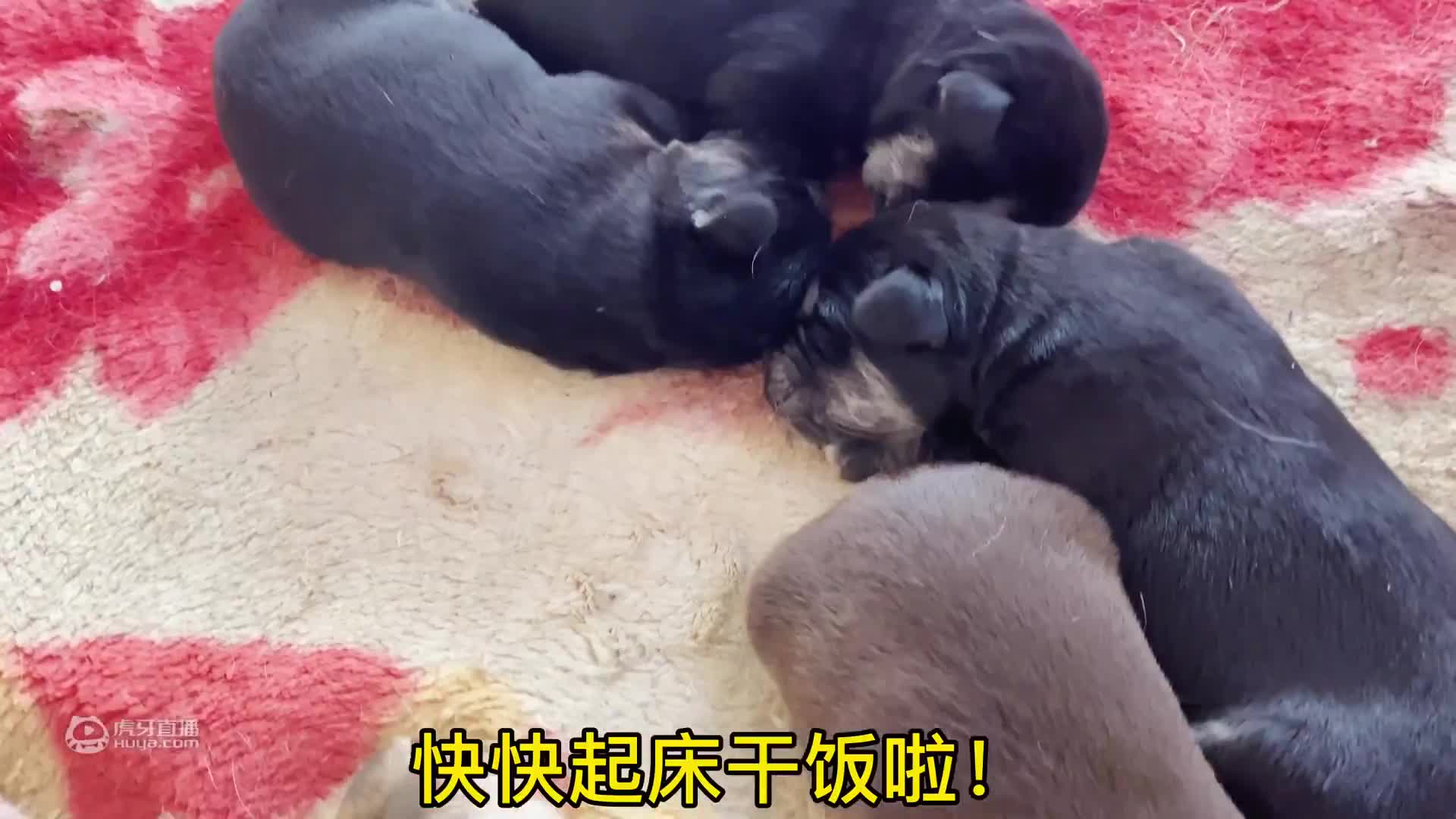 朵拉生娃后，大壮的第一个视频！狗妈朵拉好像开始慢慢接受大壮了