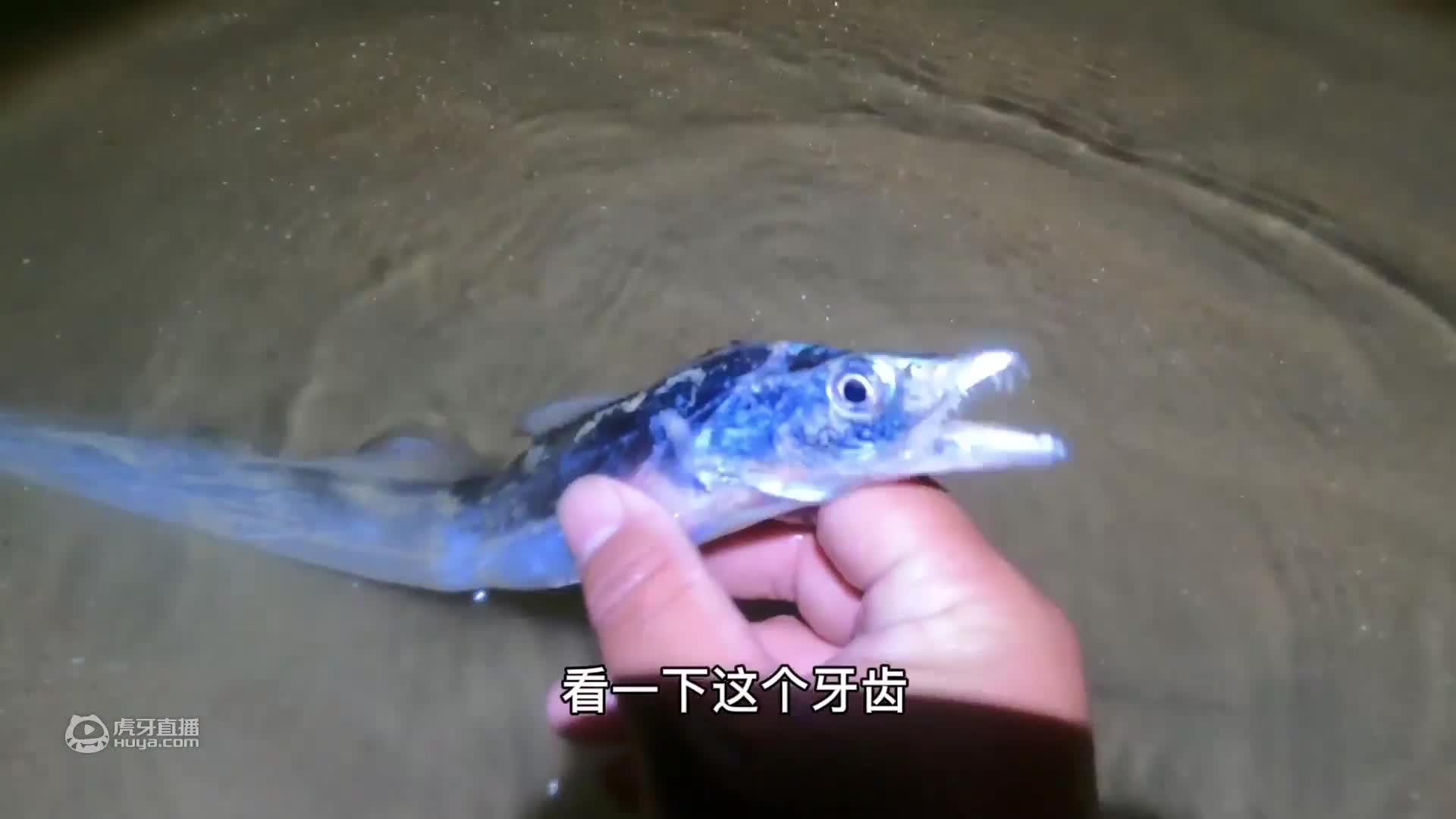 欢迎来到二强赶海的直播间