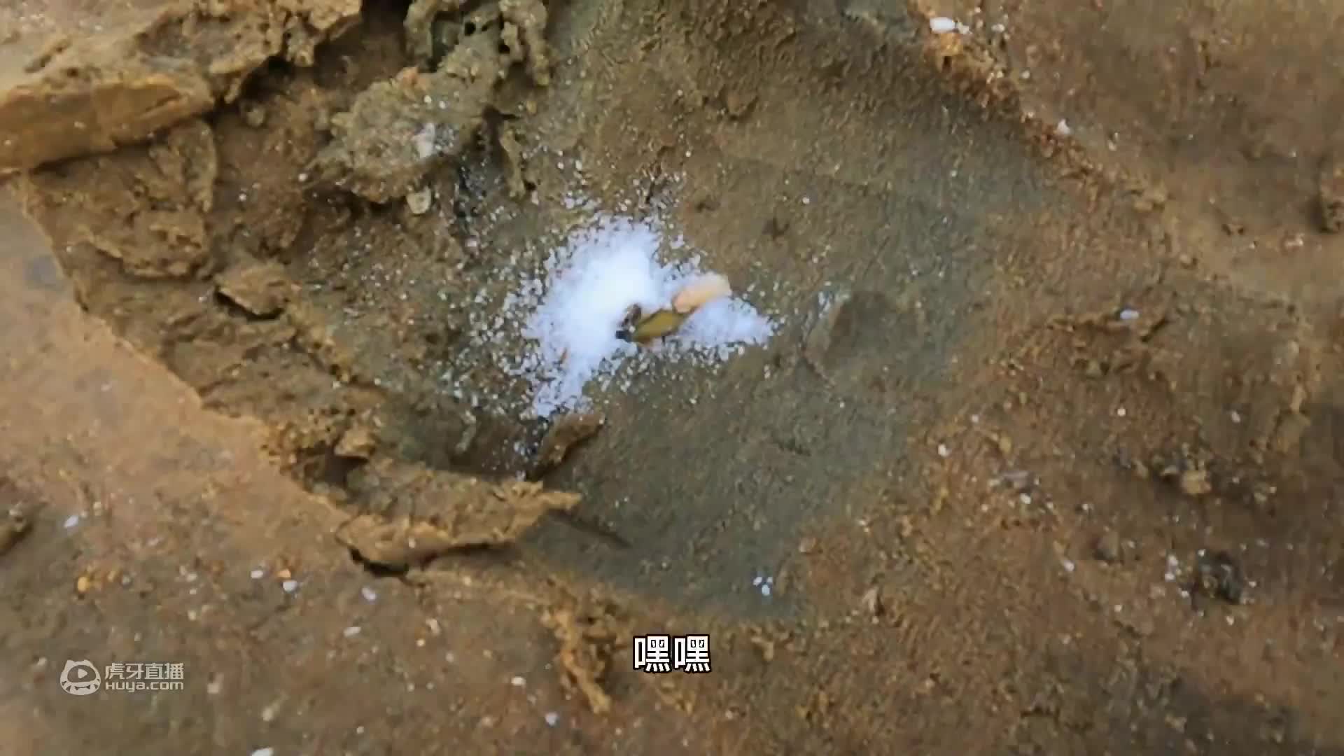 欢迎来到二强赶海的直播间
