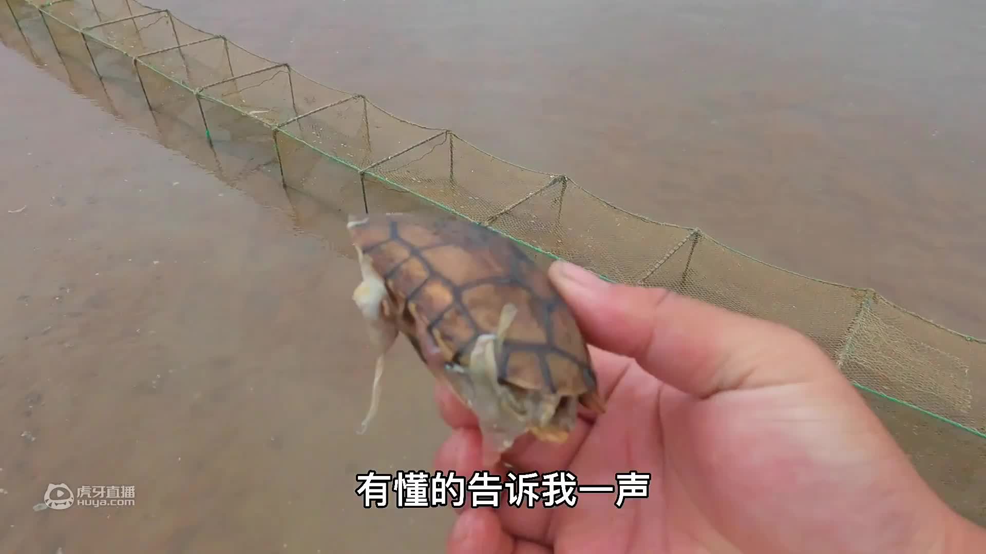 欢迎来到二强赶海的直播间