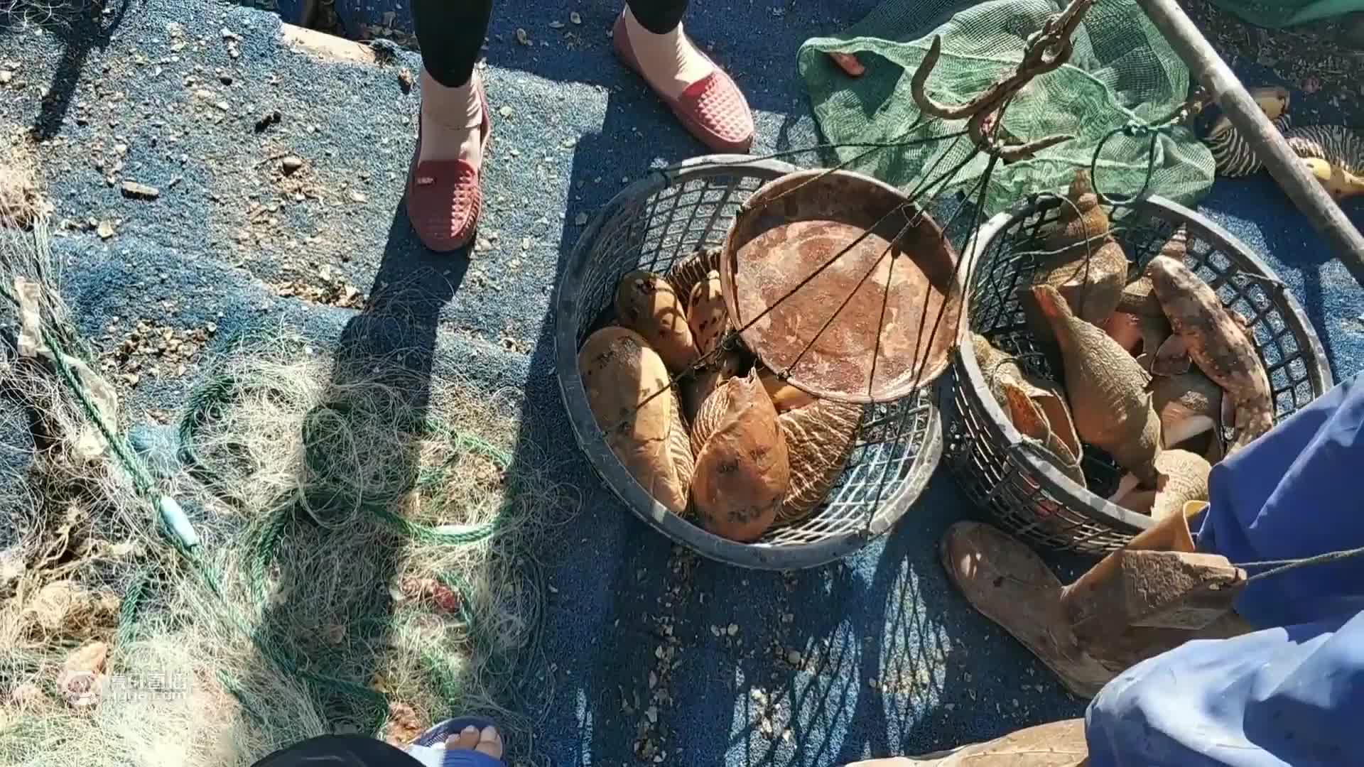 船长捕鱼经验丰富，出海就捕两条极品大黄鱼跟石斑鱼，赚了几千元