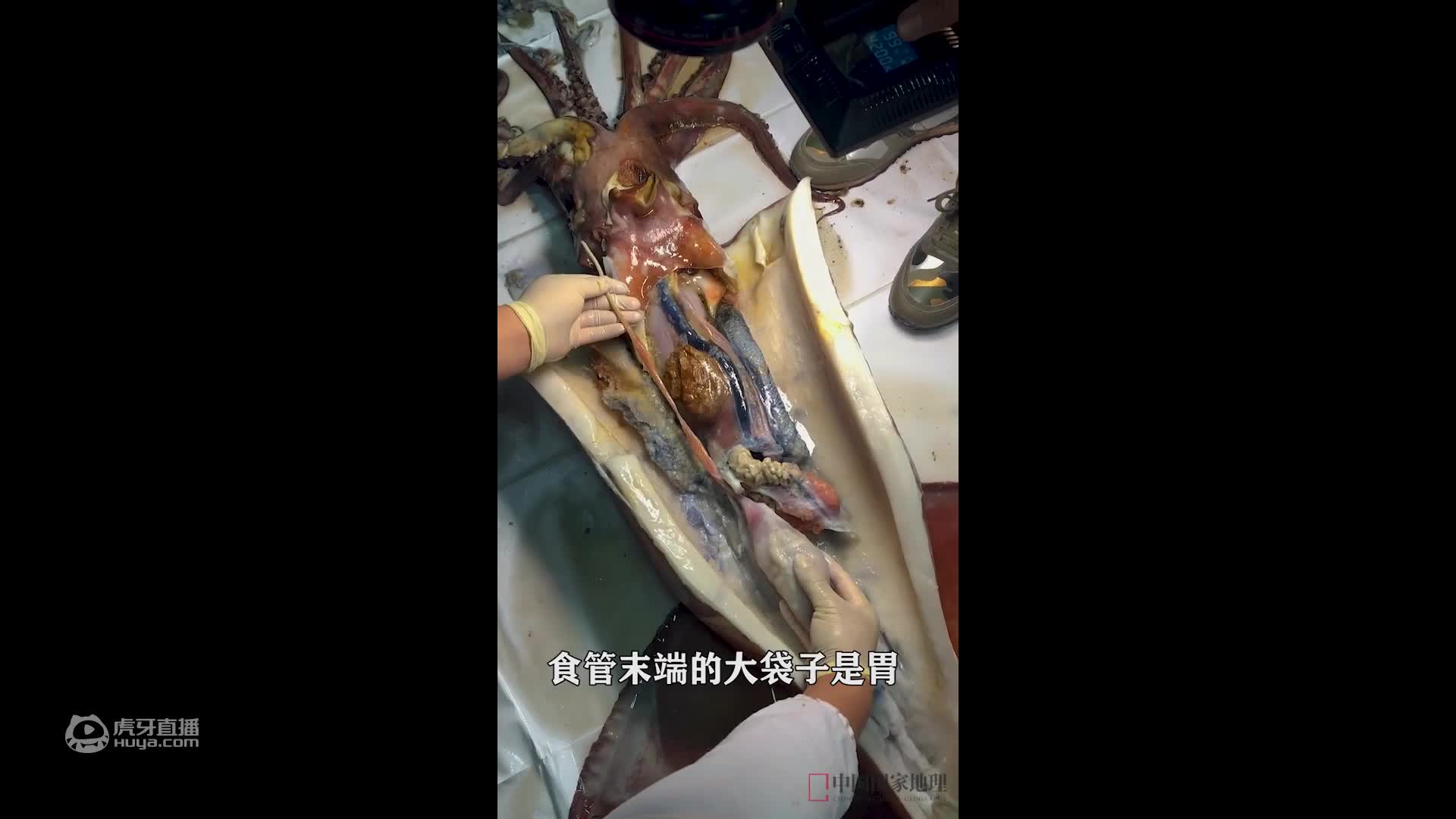 海洋大学解剖巨型鱿鱼全记录，肉一刀剪不断，眼珠子两手握不住