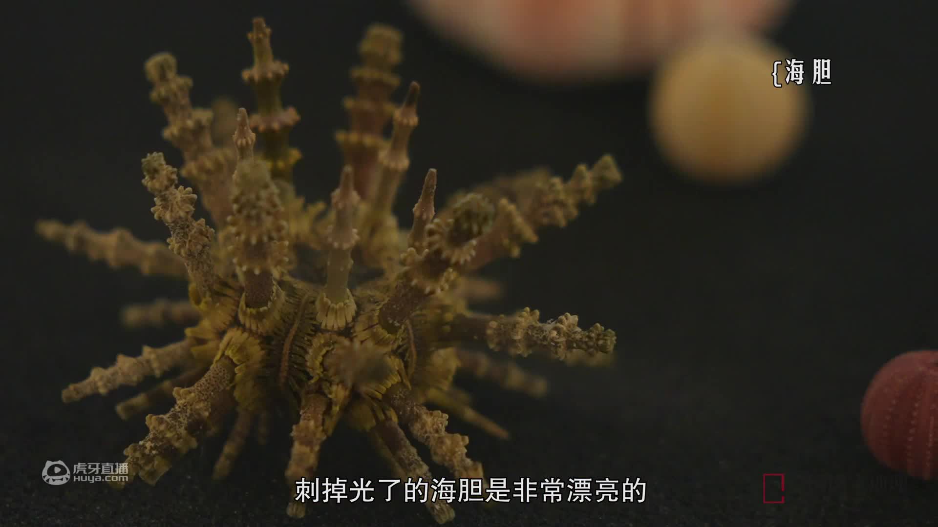 要想门票买得值，千万不能错过狐主任的这期讲解！