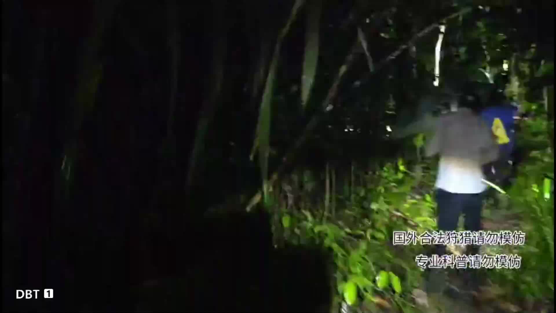 重生之我在虎牙练老虎