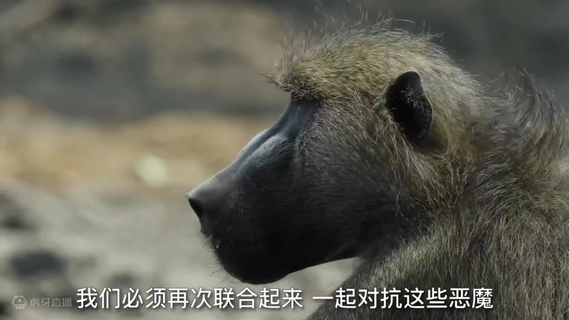欢迎来到小翼看人文的直播间