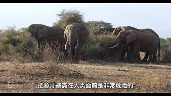 小翼看人文科技直播_小翼看人文視頻直播 - 虎牙直播