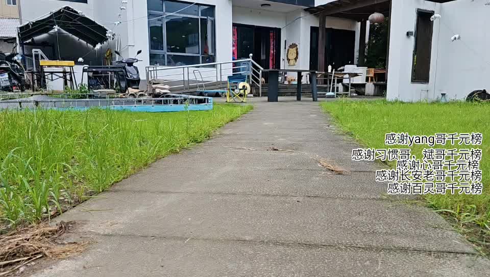 杭州基地养狗日常