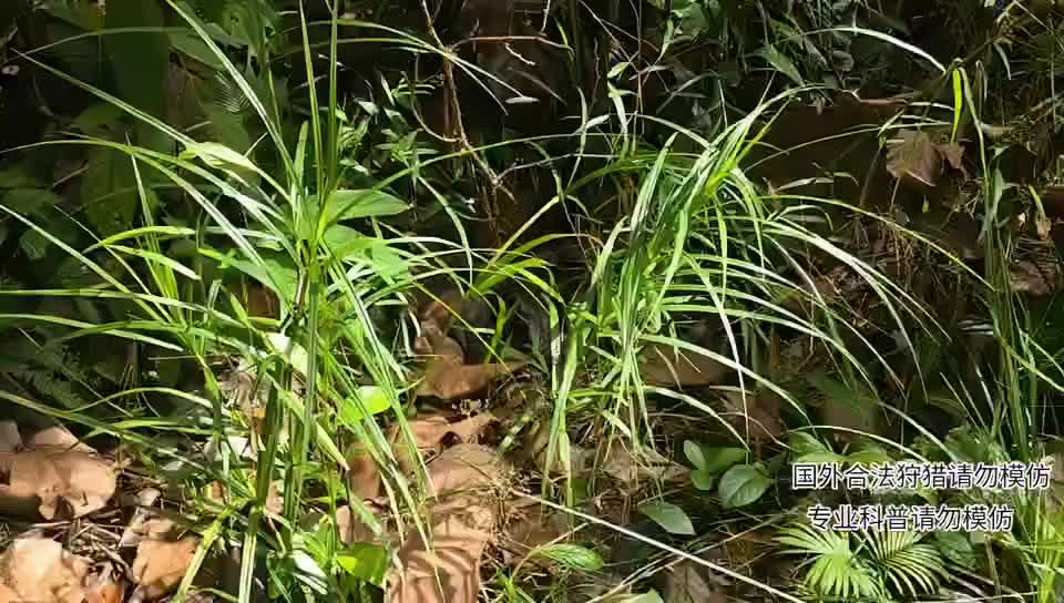 印泥行第22天，探险热带雨林