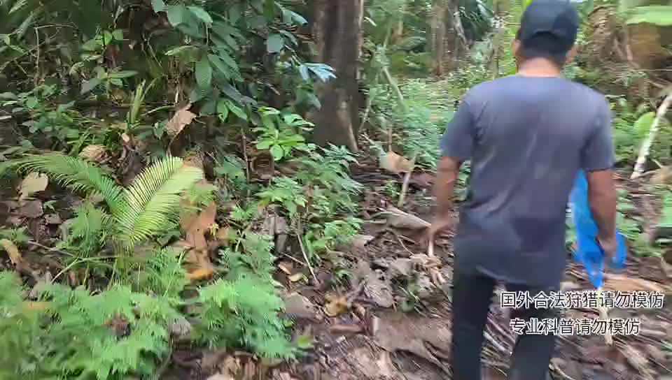 印泥行第22天，探险热带雨林