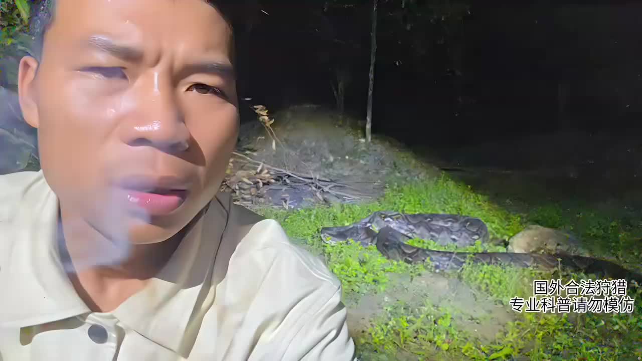 印泥行，解锁巨型网纹蟒