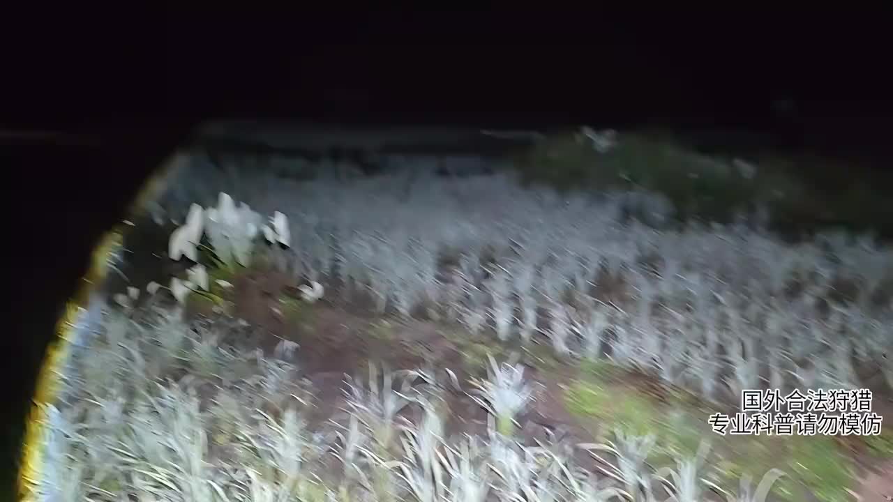 印泥行，解锁巨型网纹蟒