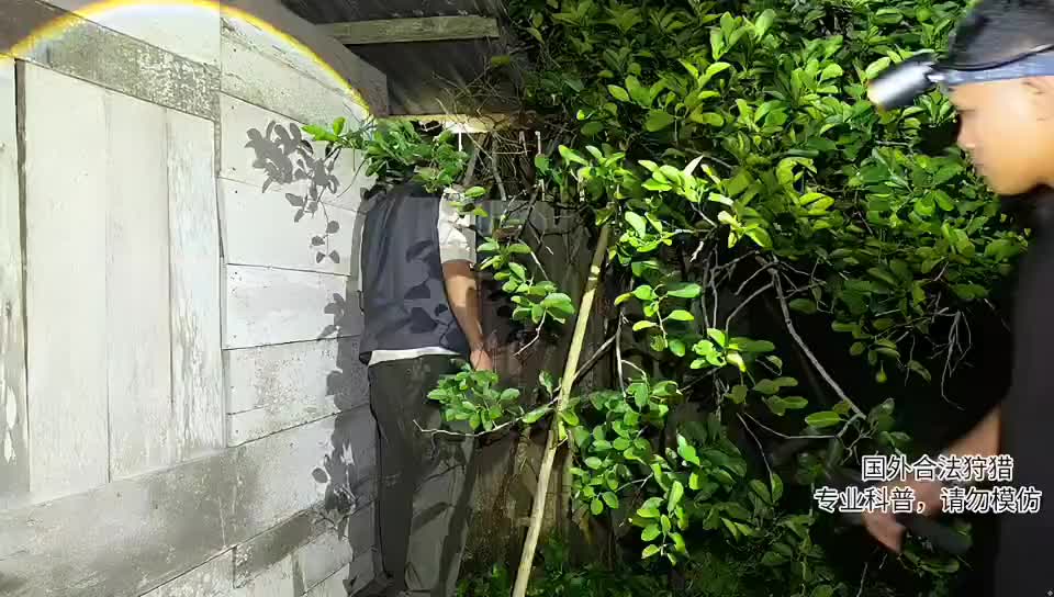 印泥寻巨蟒