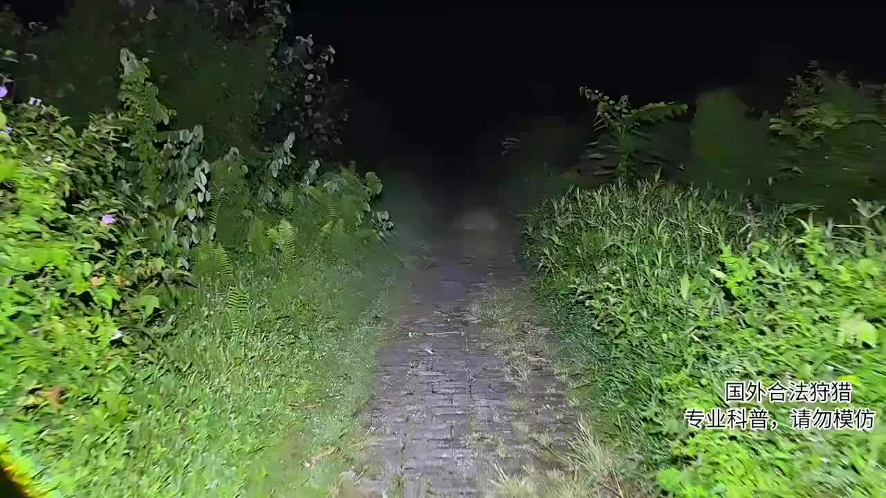 印泥寻巨蟒