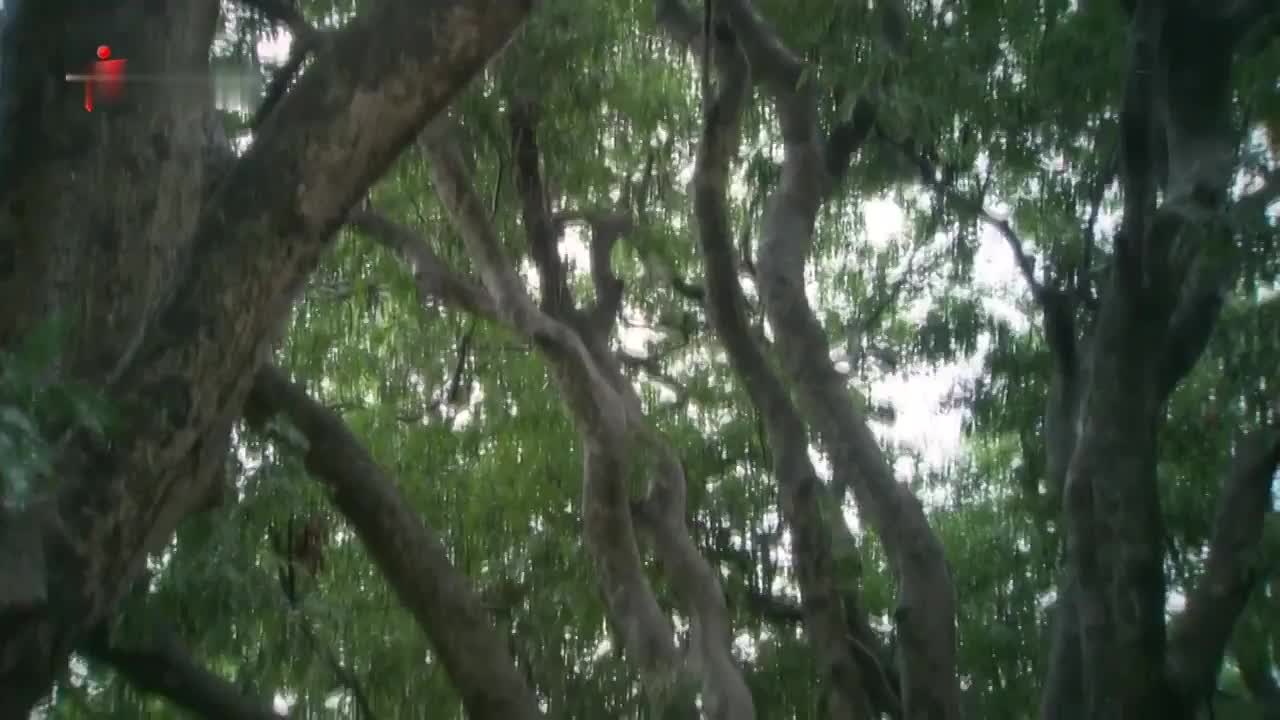 童年记忆：涛姐的[妈祖]