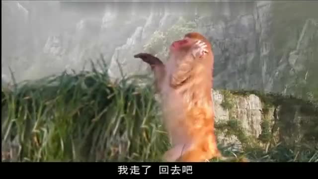 最美版本的灭绝 最丑的周芷若