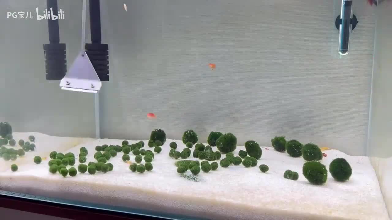 小柿小柿天生丽质的直播间