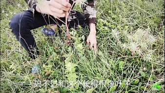 小斌在農(nóng)村虎牙地方直播_小斌在農(nóng)村視頻直播 - 虎牙直播