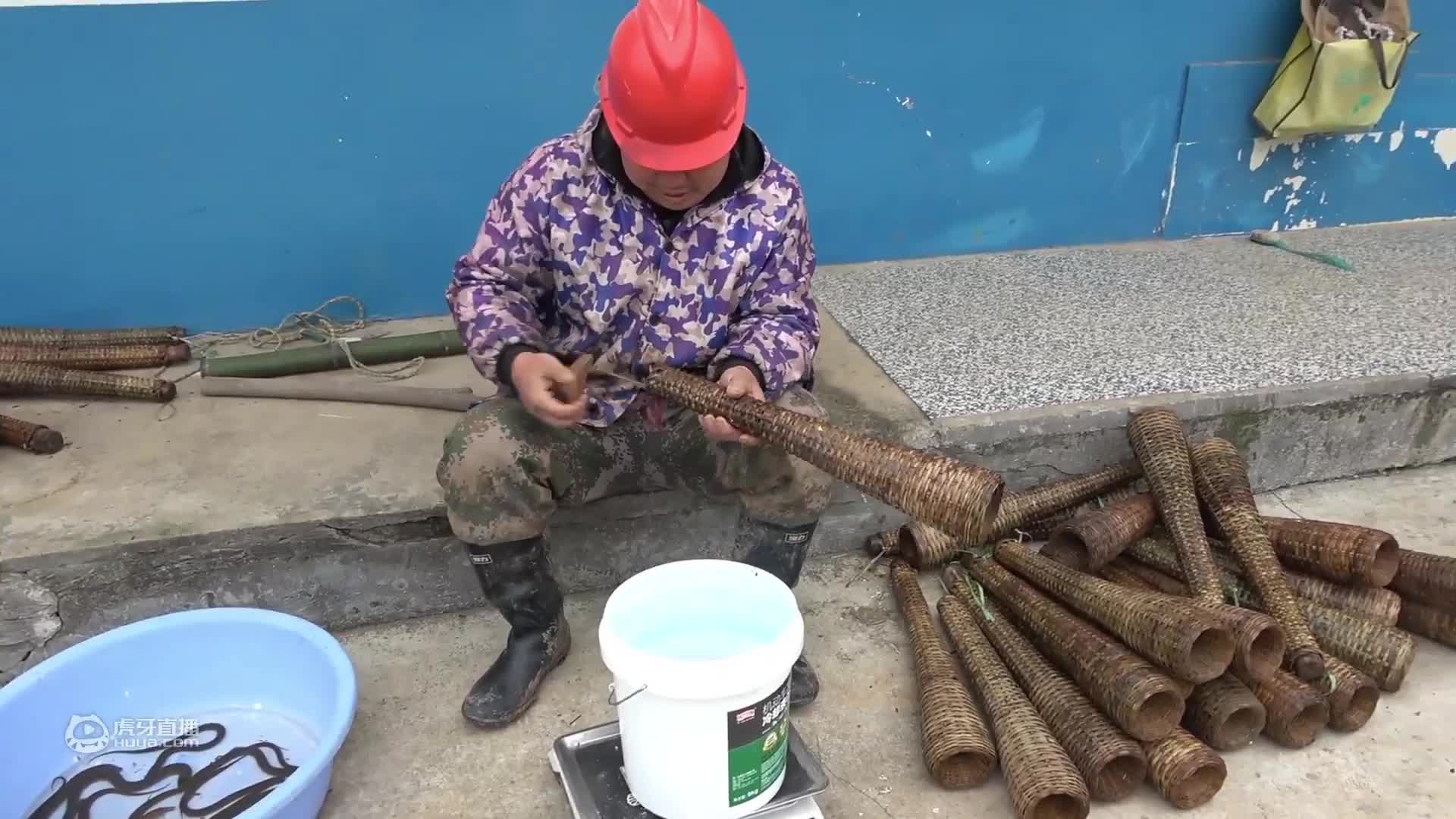 胖哥去水库放诱鱼桶，提起最后一个桶时哇哇大叫，到底捕了多少鱼