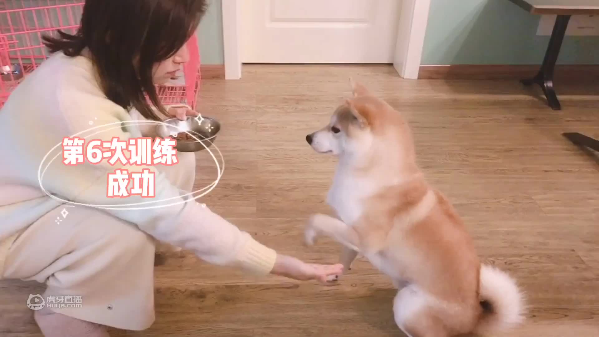 何炅老师同款小柴犬，智商到底怎么样，训练过程全曝光