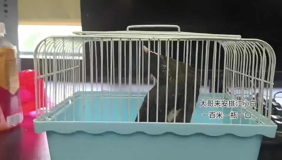 欢迎兄弟们解放西