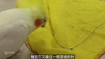 小武電影科技直播_小武電影視頻直播 - 虎牙直播
