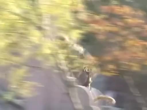 齐天大圣来也