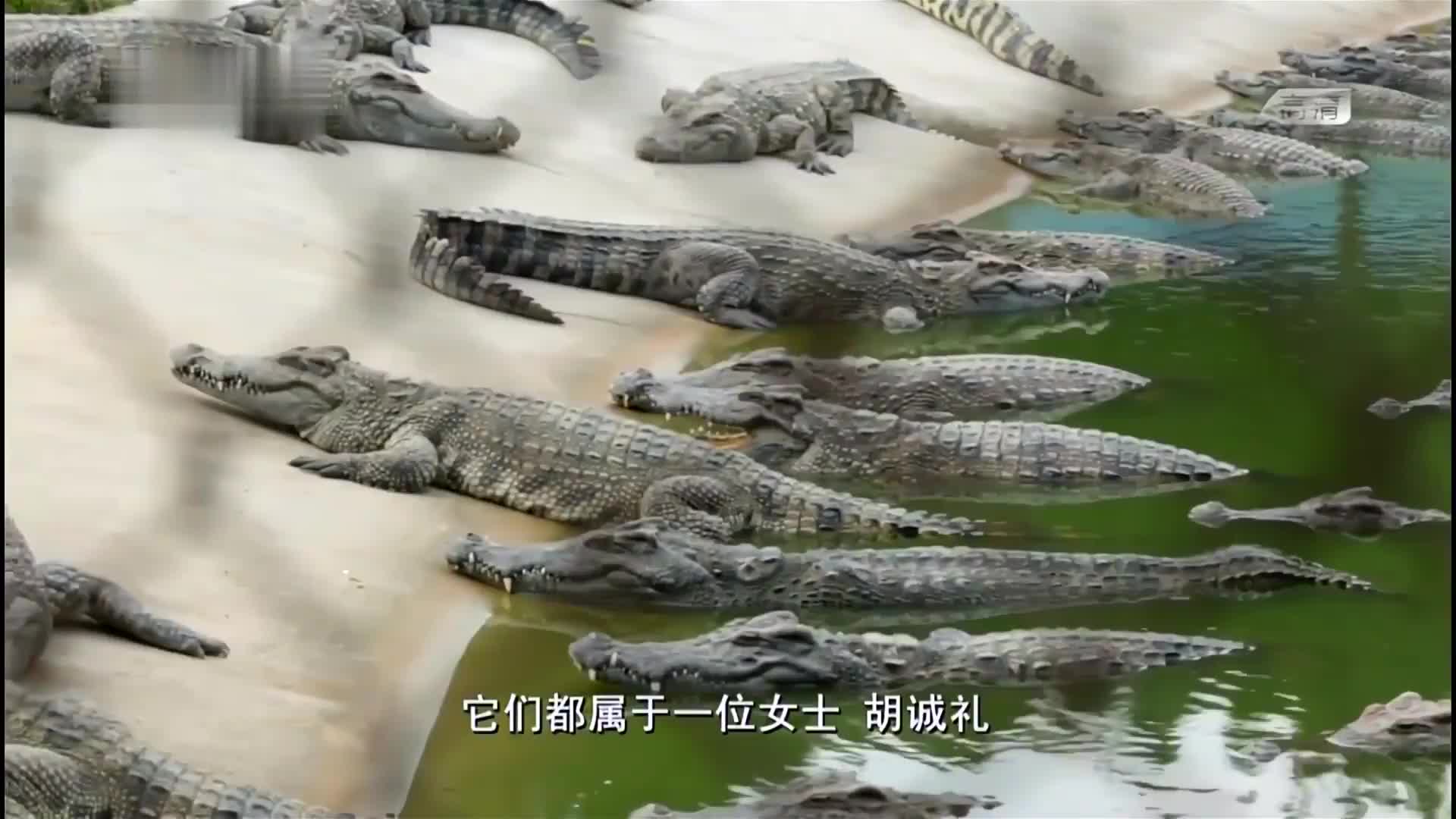春节吃什么看这里！又好吃又好看