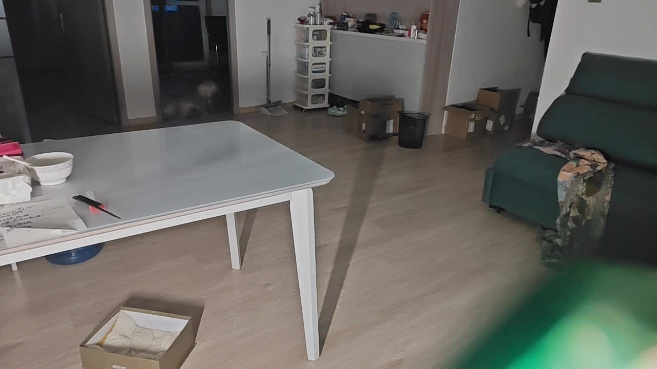 回家七天，放个监控在这看猫