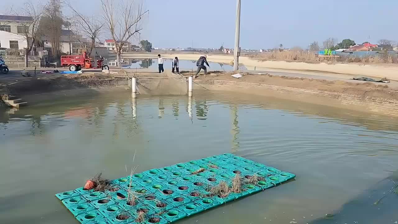 鱼塘干百斤巨型鱼王