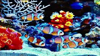 季節(jié)音樂(lè)直播_季節(jié)視頻直播 - 虎牙直播