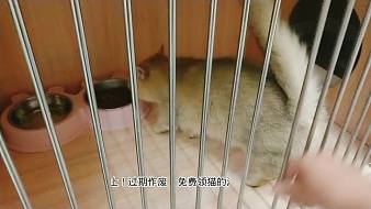 愛妮貓貓戶外直播_愛妮貓貓視頻直播 - 虎牙直播