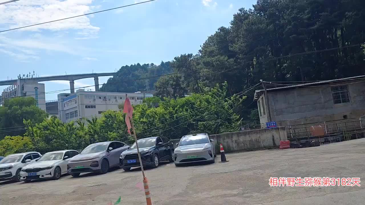 野生猕猴日常