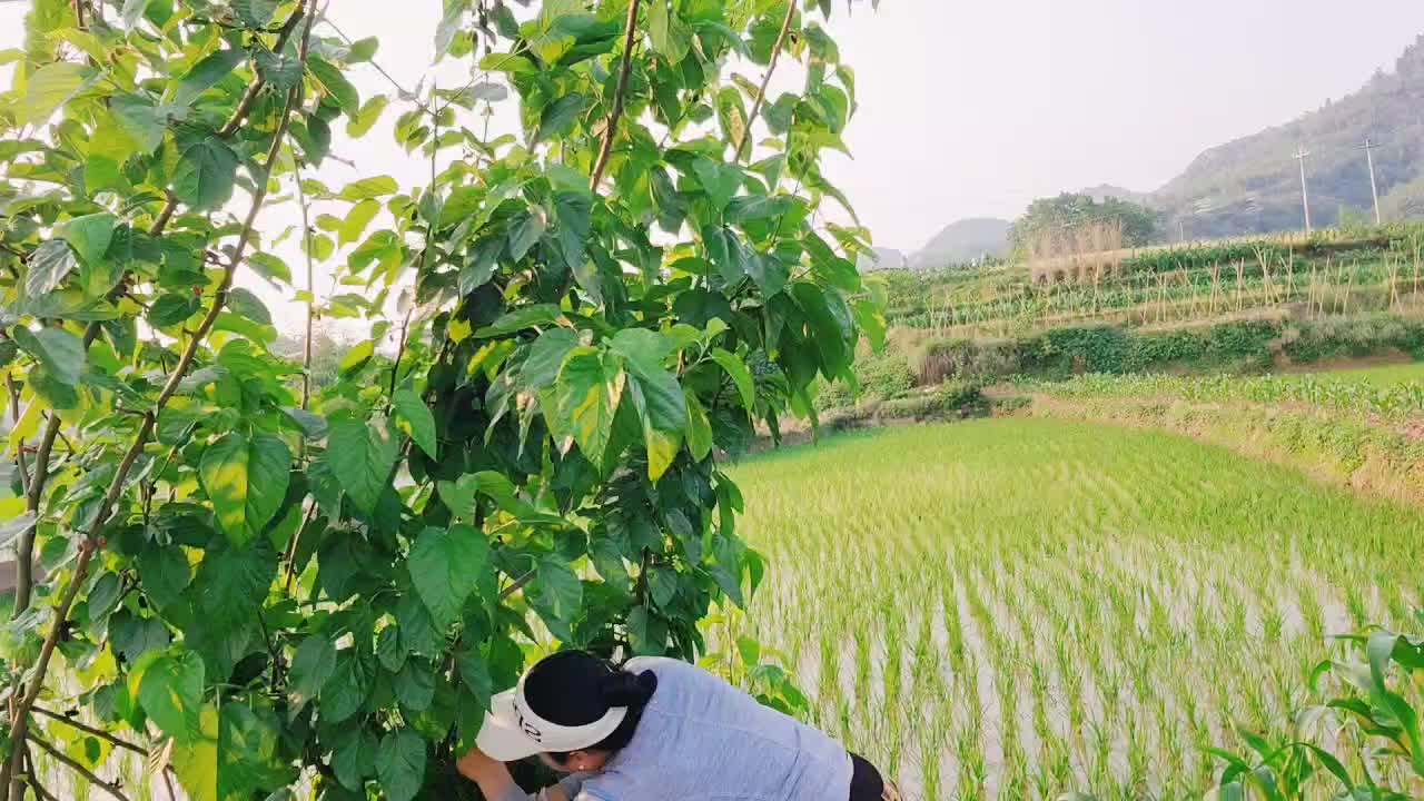 野生龙虾🦞🦞🦞