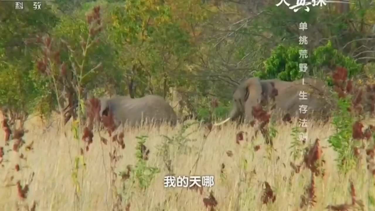 德爷荒野求生解说