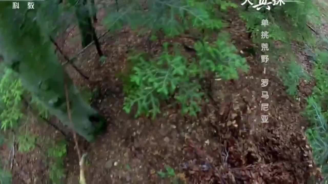德爷荒野求生解说