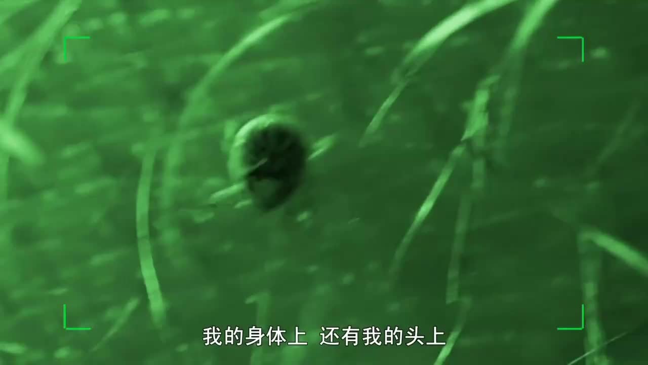 [荒野求生]