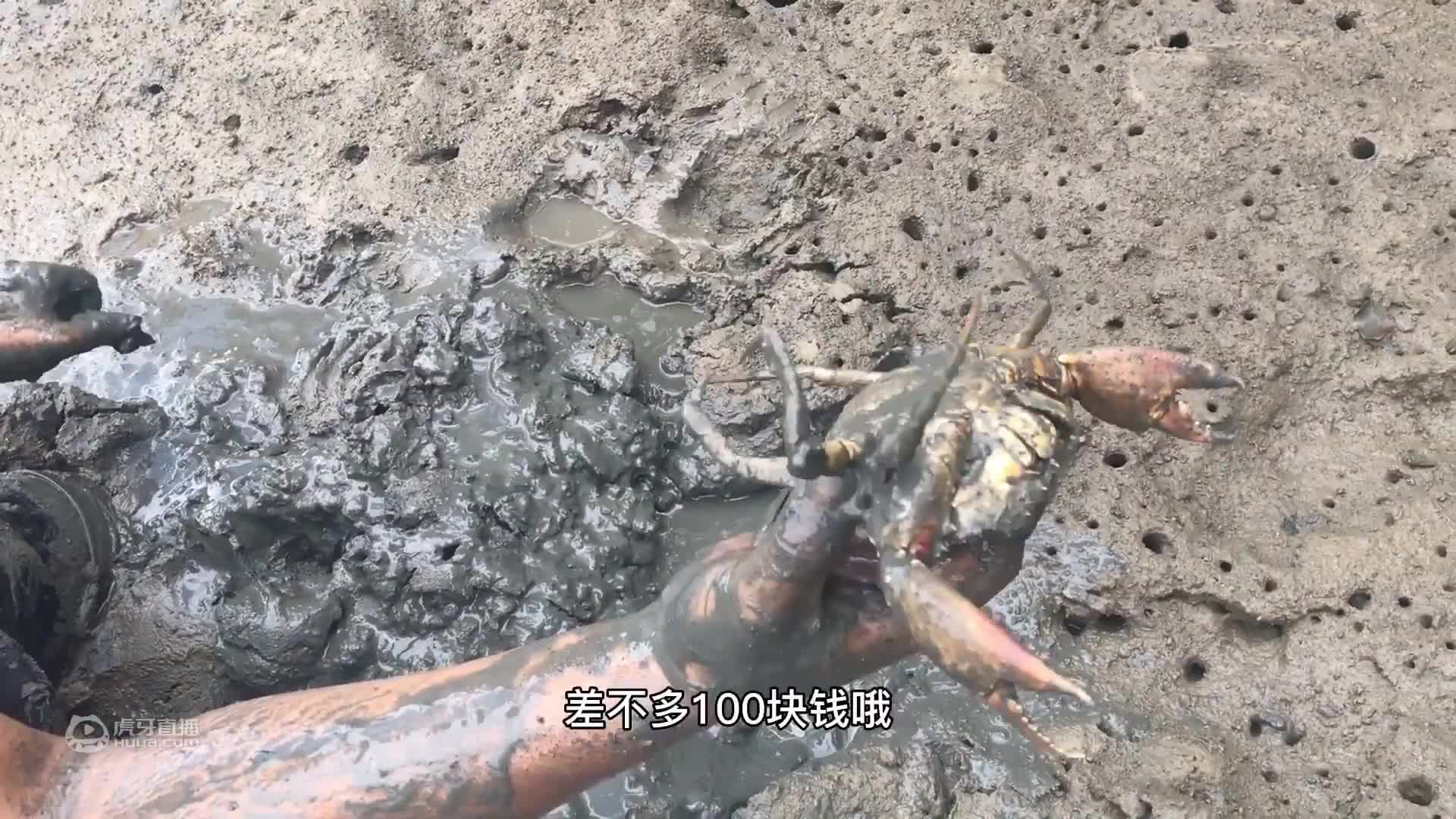 夜晚出海收获海鲜几个斤，大青蟹个个都太肥，过瘾了