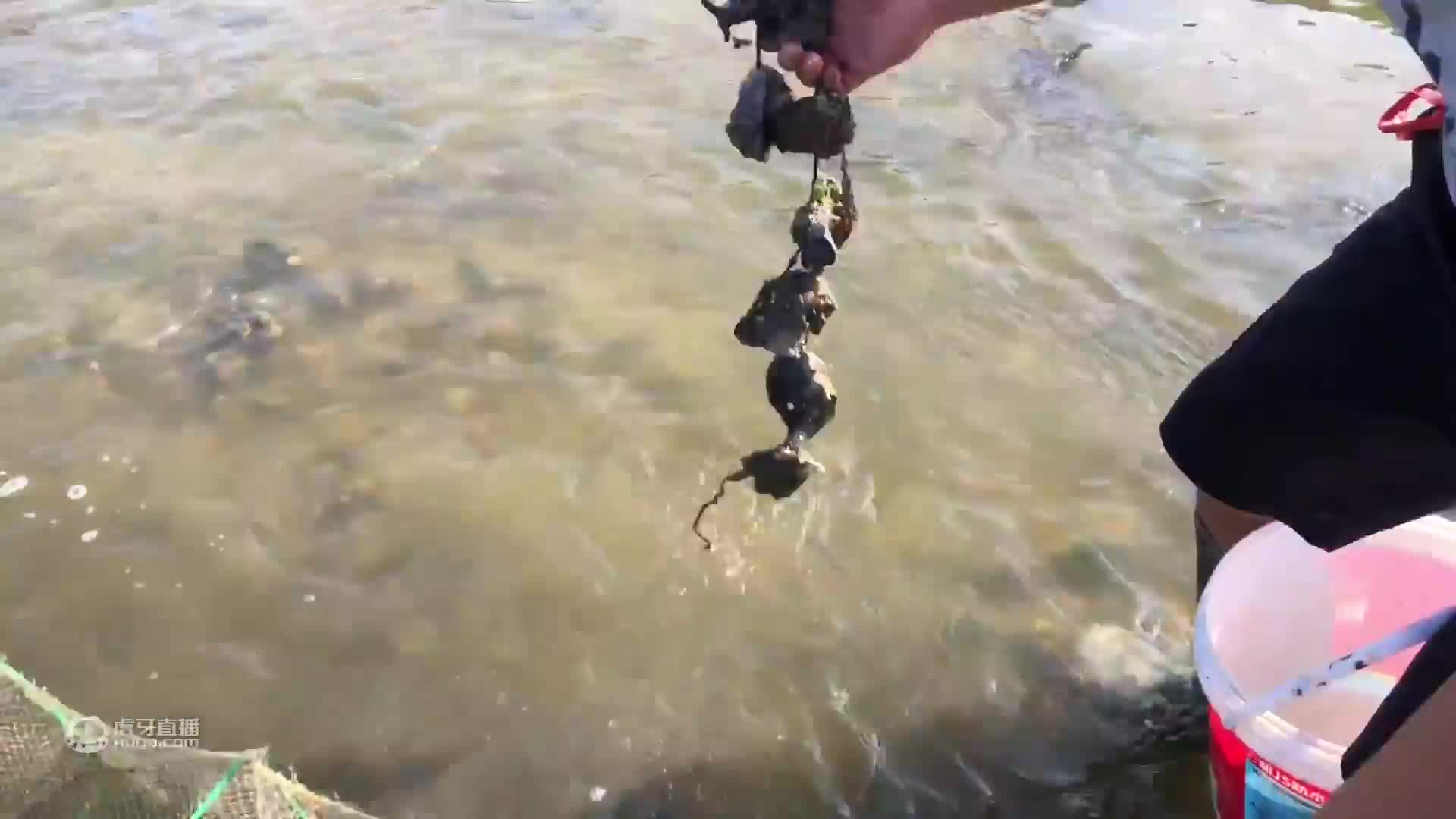 夜晚出海收获海鲜几个斤，大青蟹个个都太肥，过瘾了