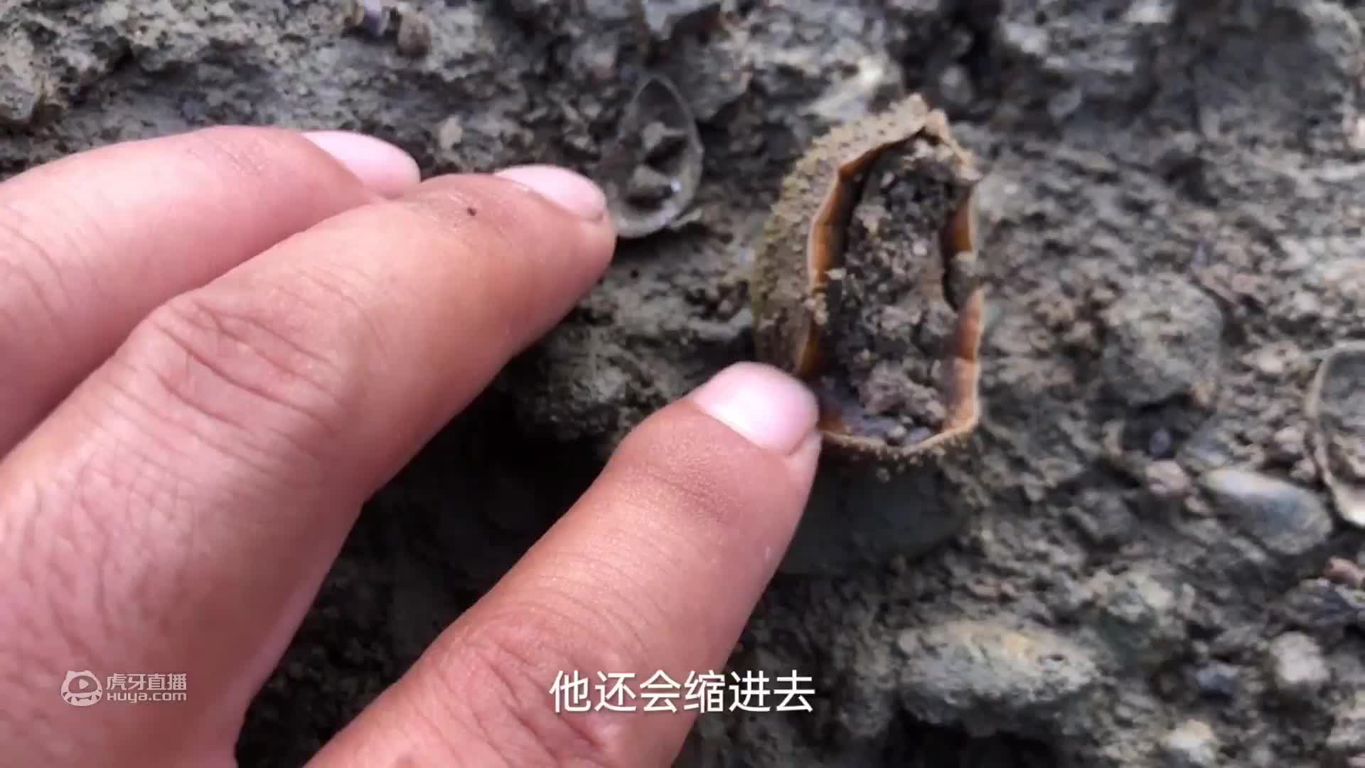 夜晚出海收获海鲜几个斤，大青蟹个个都太肥，过瘾了