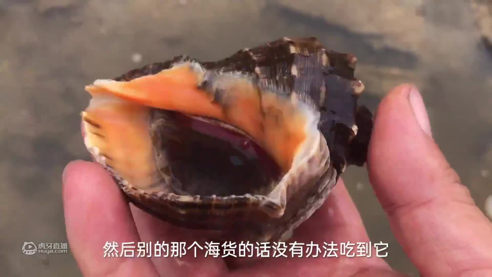夜晚出海收获海鲜几个斤，大青蟹个个都太肥，过瘾了