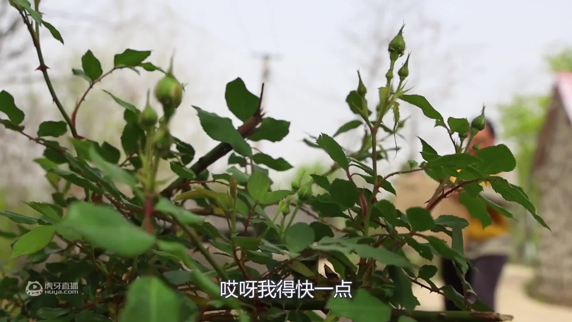 胖妹在家又開(kāi)葷，鐵鍋燉7斤重大鵝，表哥直接上手啃，真香啊