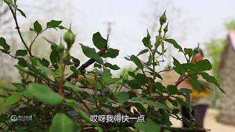 陳說(shuō)美食的直播